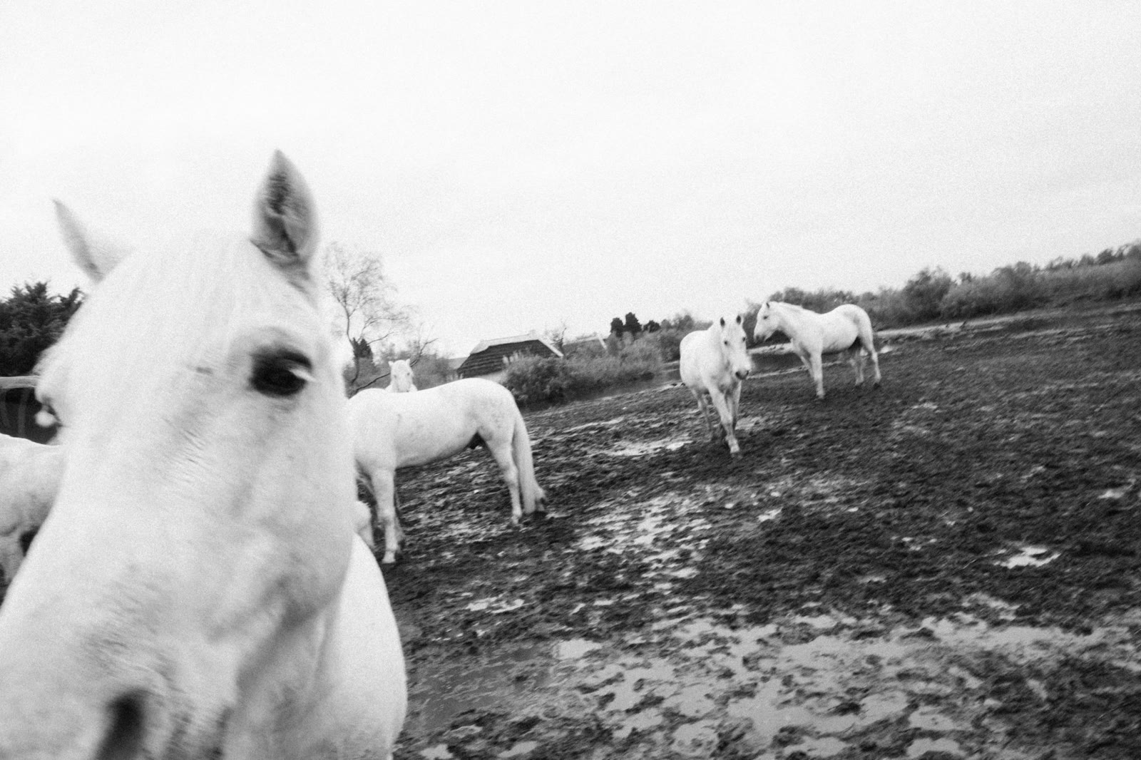 White horses in a muddy field in the south of France